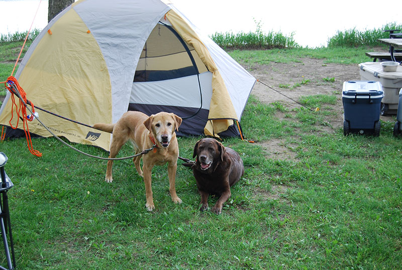 Camping in SD with my dogs